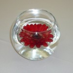 Gerber Daisy centerpiece fishbowl RR099_nn