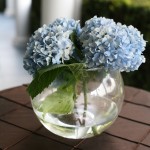 fishbowl blue hydrangea2