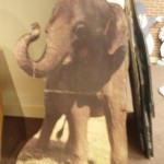 Elephant prop backdrop tott