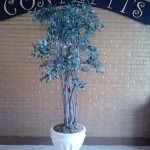 PlantFicus 7.5'